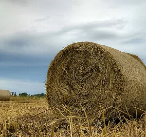 Agri-Tech and Innovation  Updates - 杏彩体育