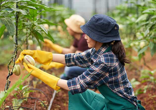 Modern Agriculture - 杏彩体育